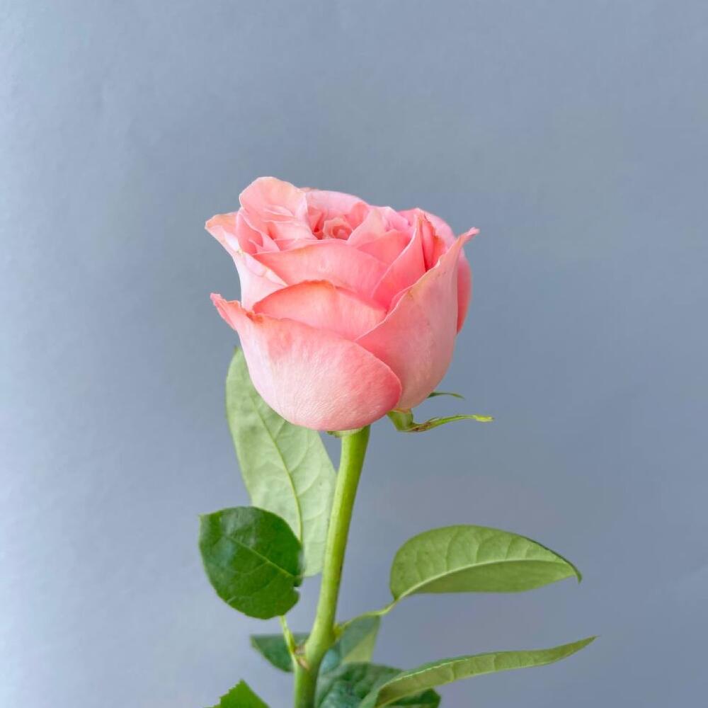Роза «Pink Expression» 60см