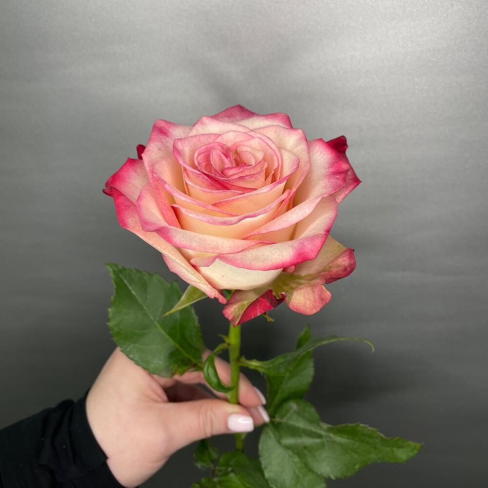 Роза «Paloma» 💗