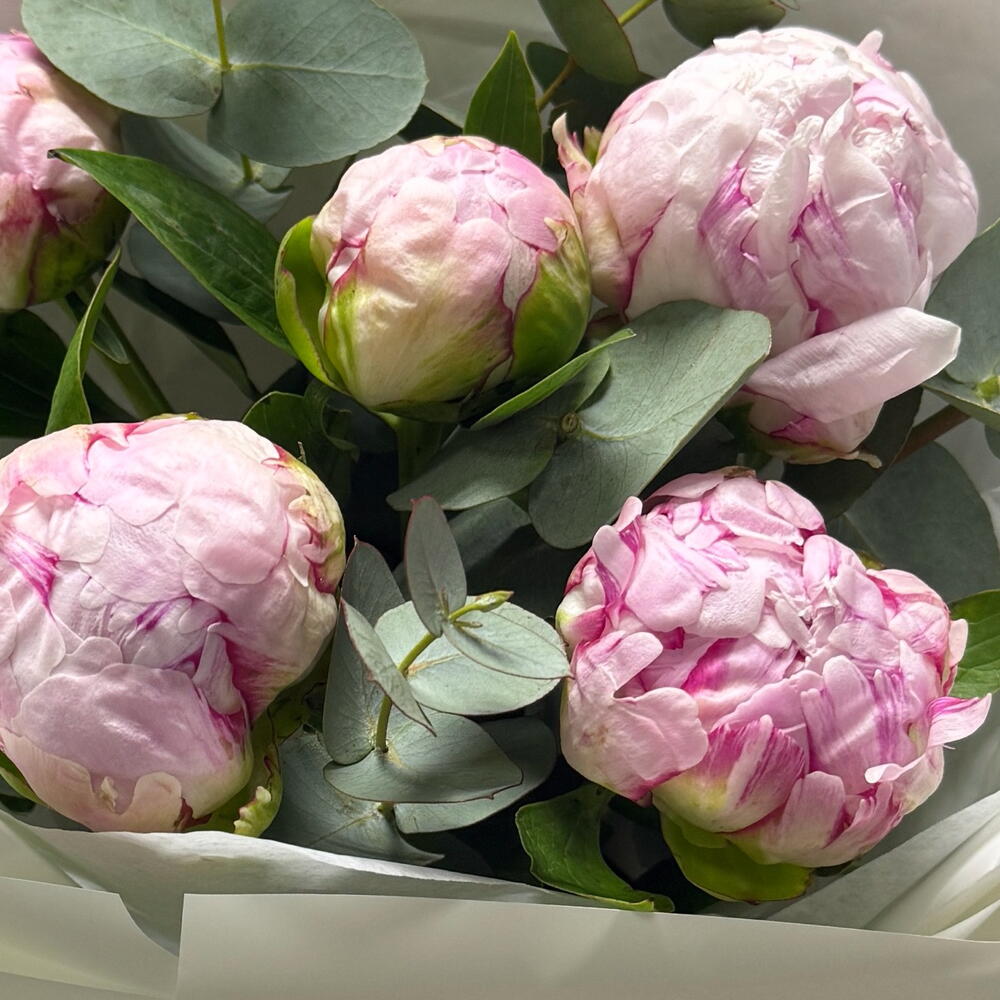 Пионы Сара Бернар с эвкалиптом, 5 шт