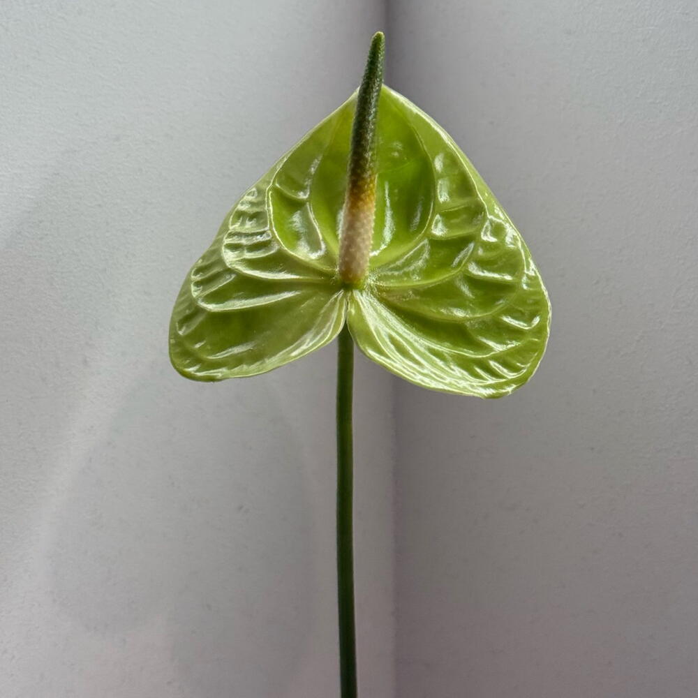 Green Anthurium