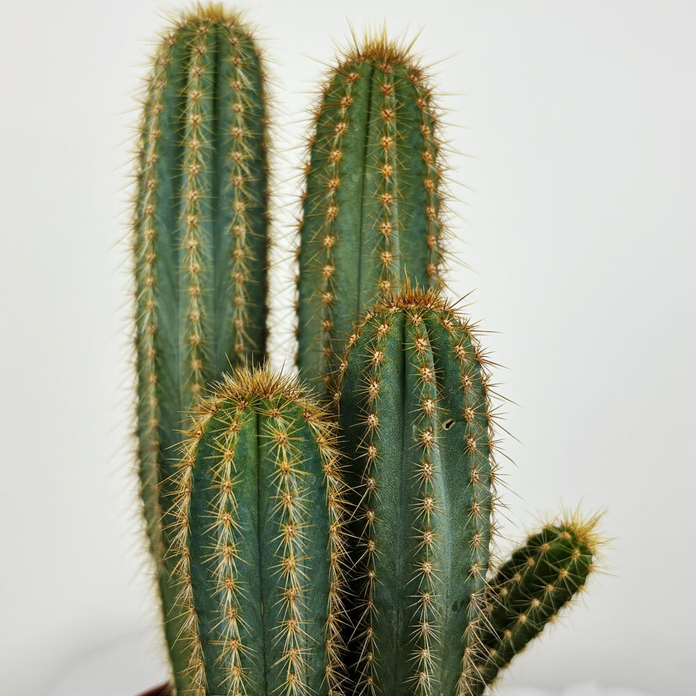 Кактус в горшке🌵