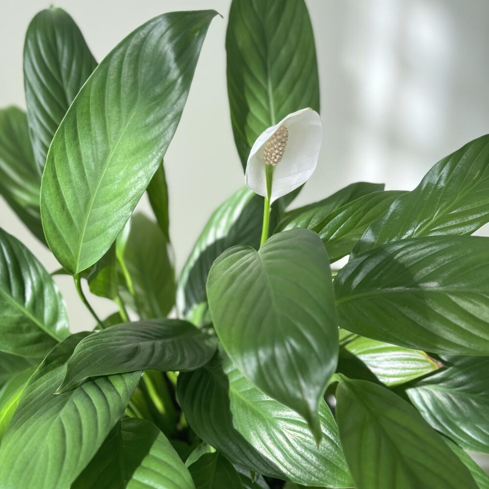 Pure Calm (Spathiphyllum in grey pot)