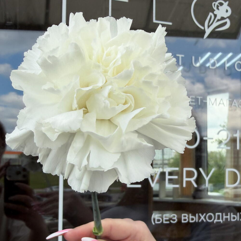 Гвоздика (диантус) цвет белый