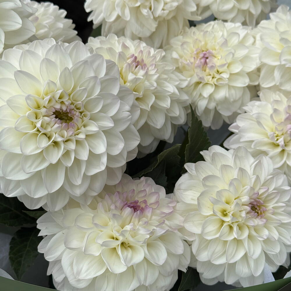 Ivory Dahlia Whisper