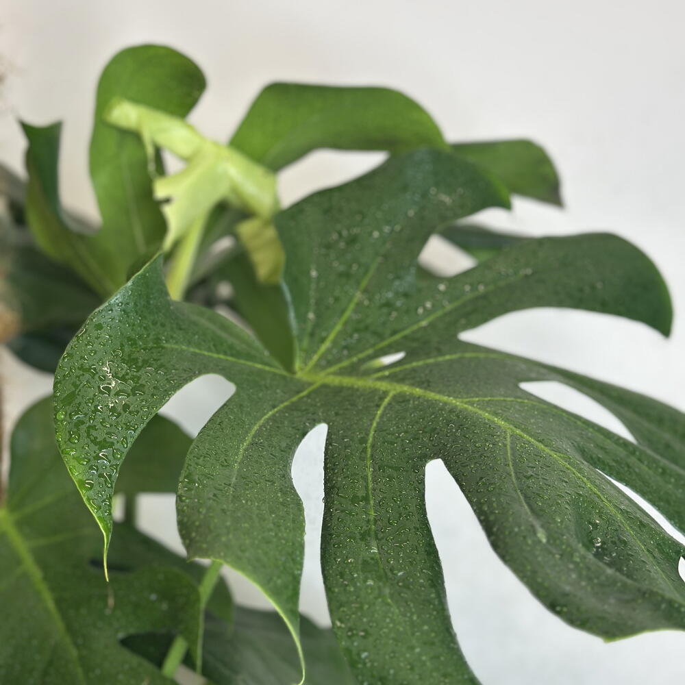 Монстера XL 🌿