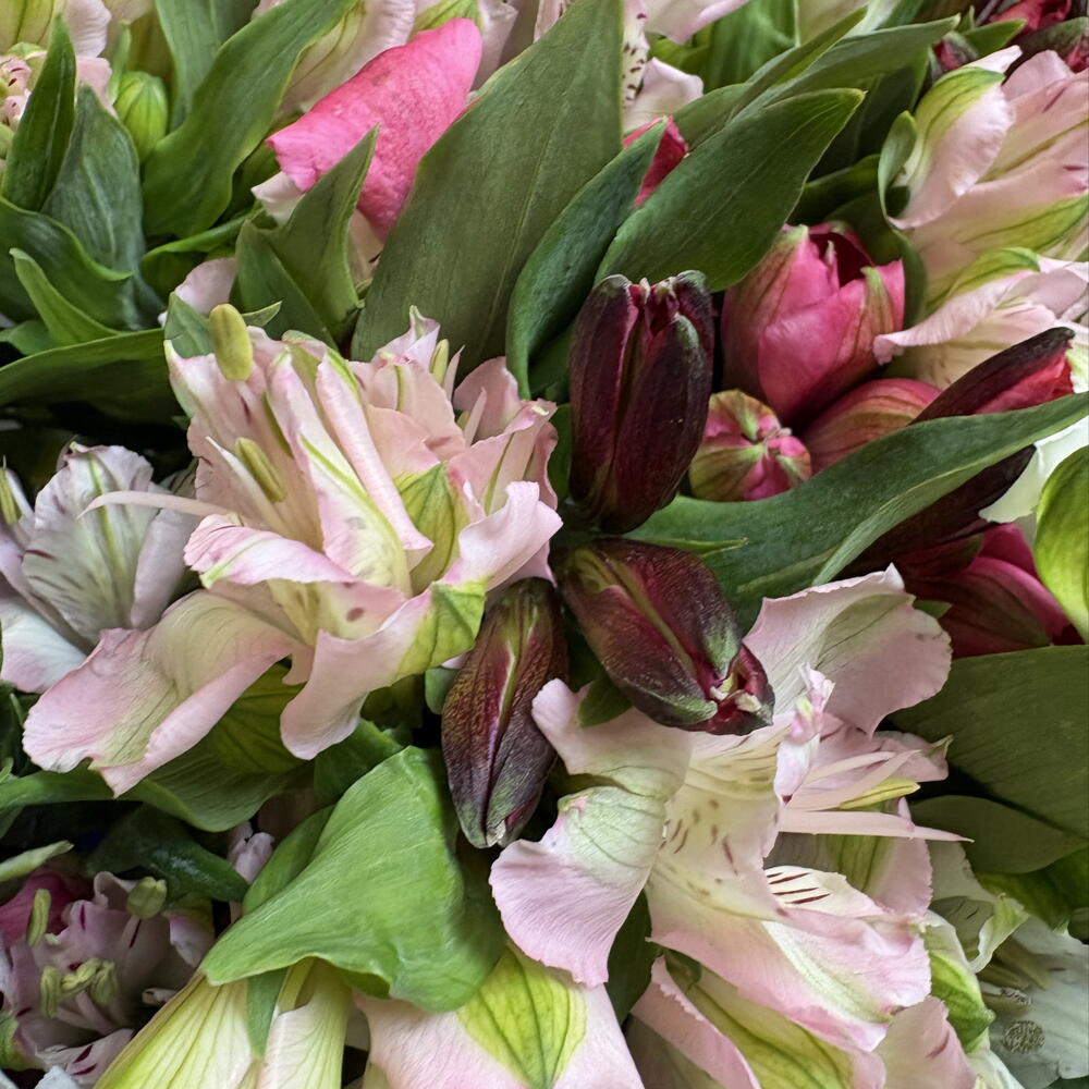101 альстромерия под ленту🌺🎀