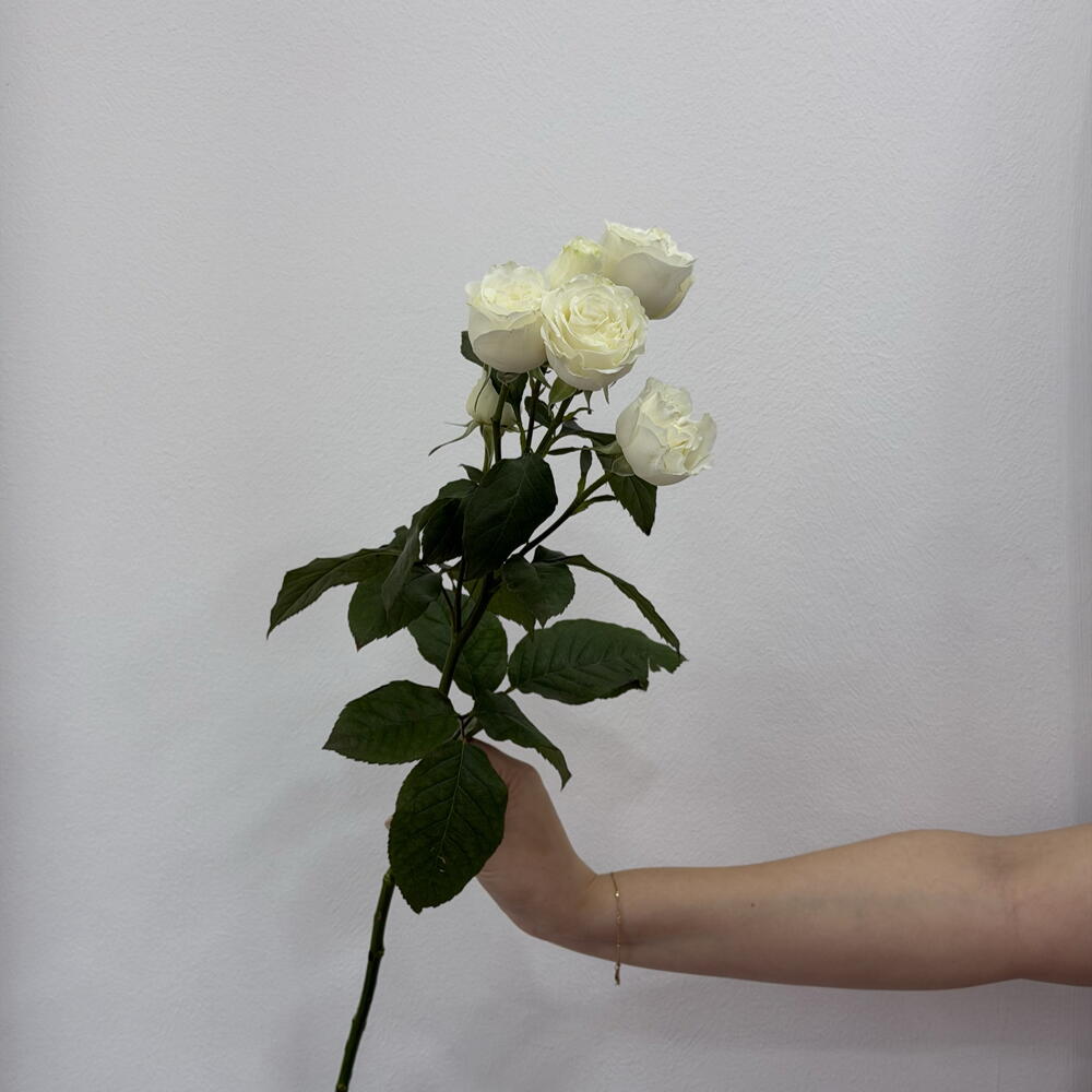 Роза кустовая