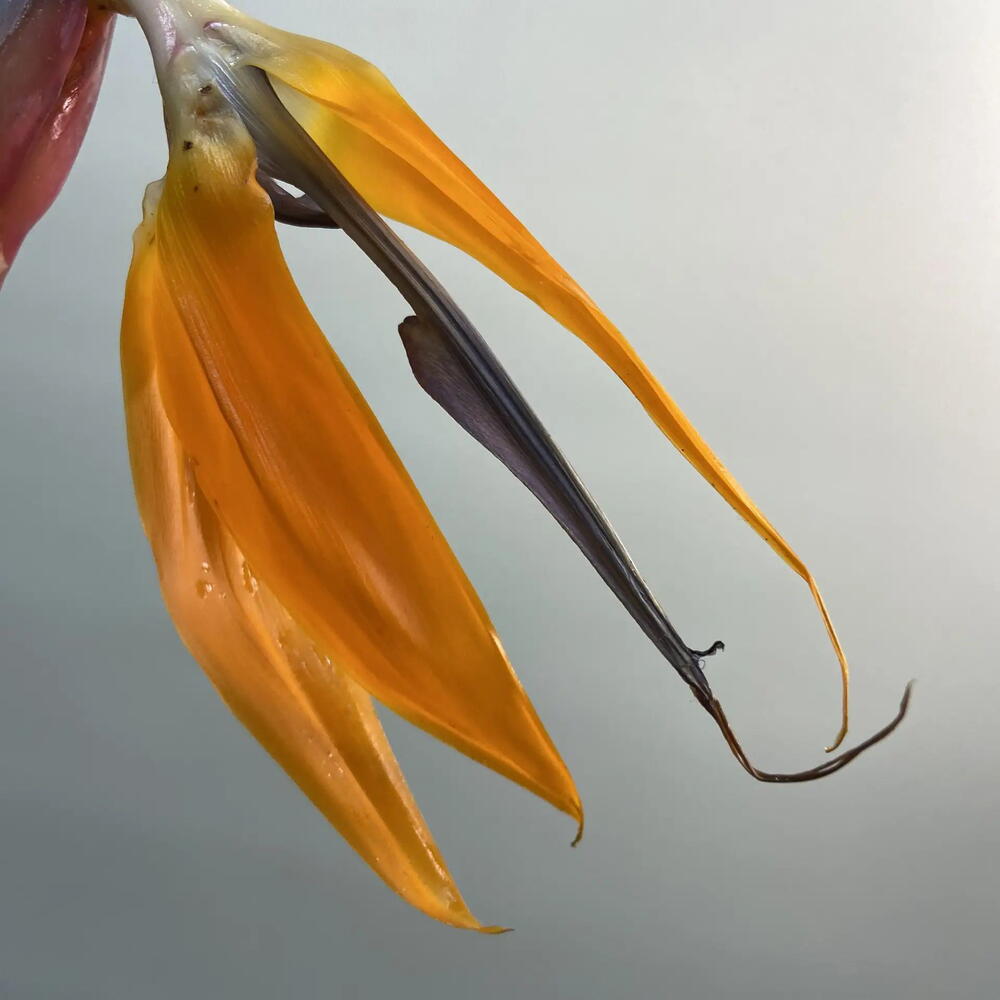 Стрелиция / Strelitzia