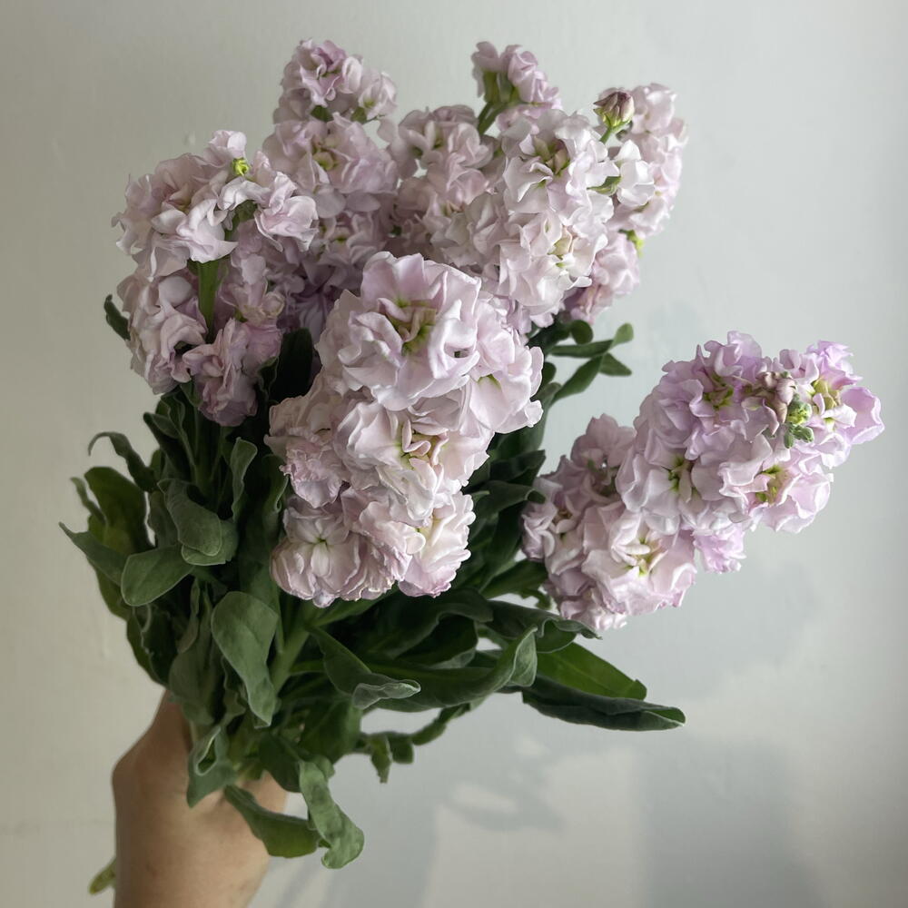 Метиолла 7