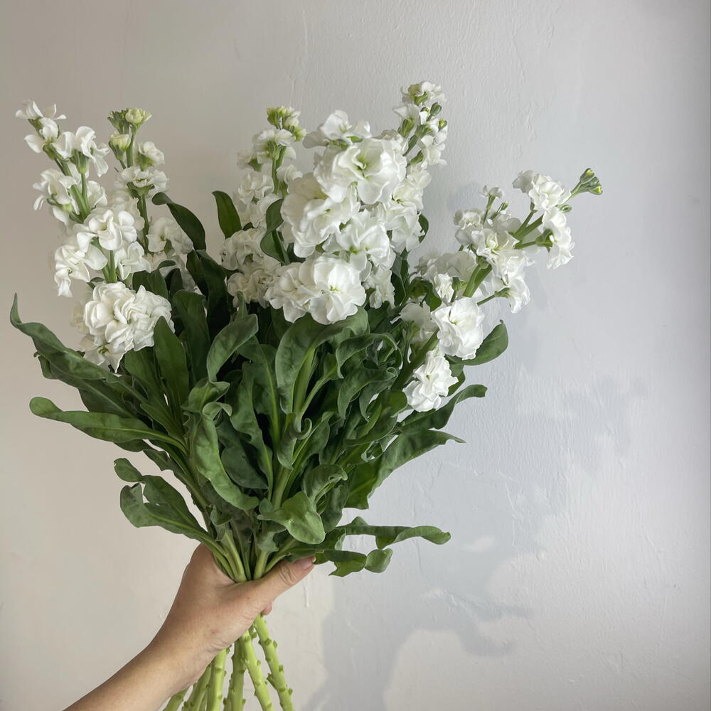Метиолла белая 9