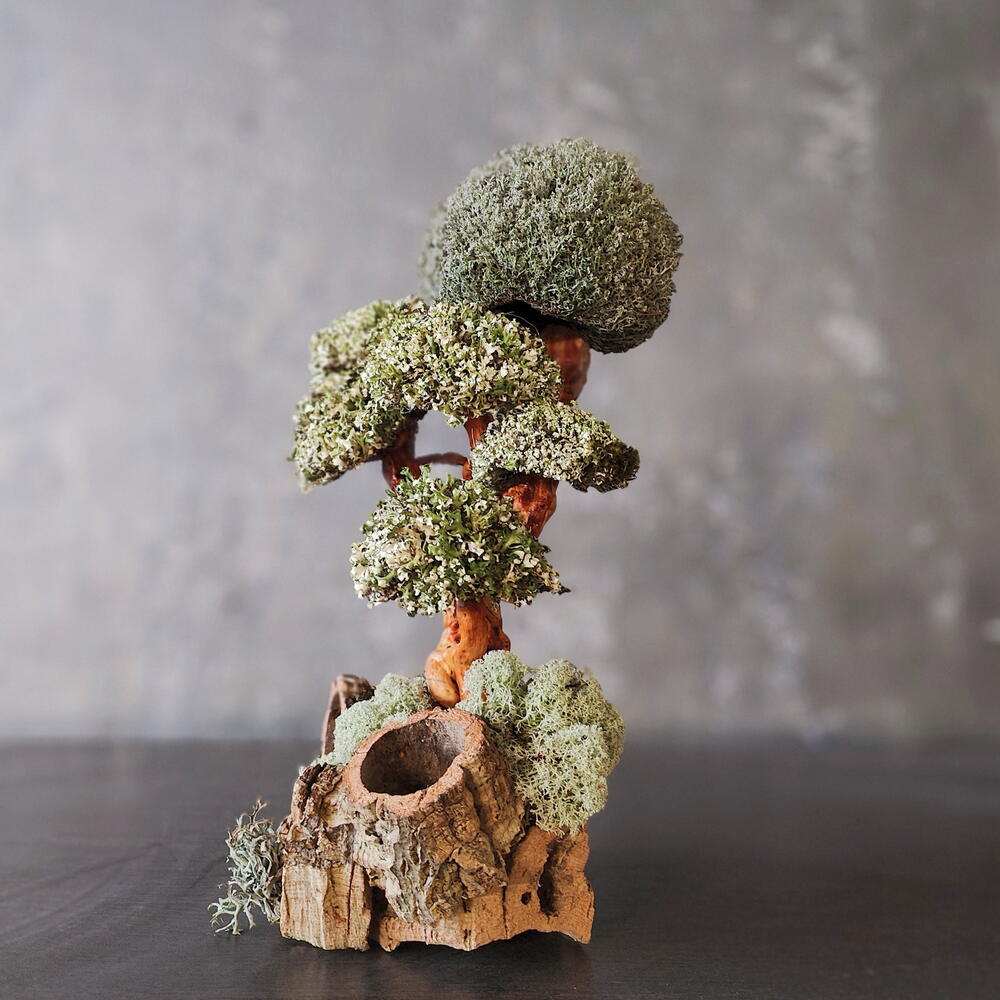 Tree "Kümis" — the silver of nature