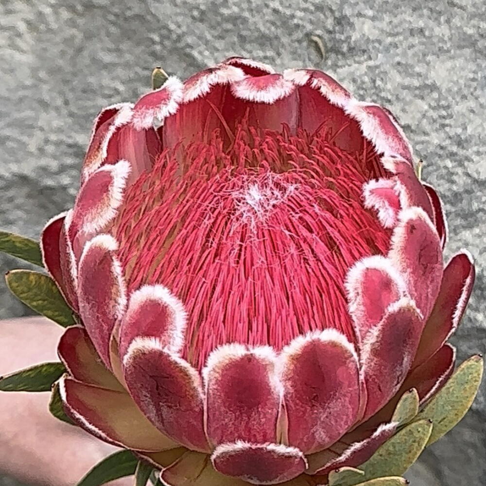 Protea Venus