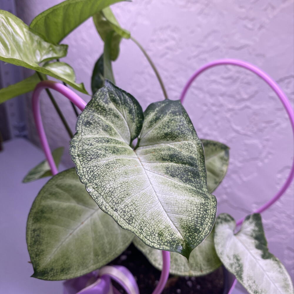 Syngonium (Сингониум)