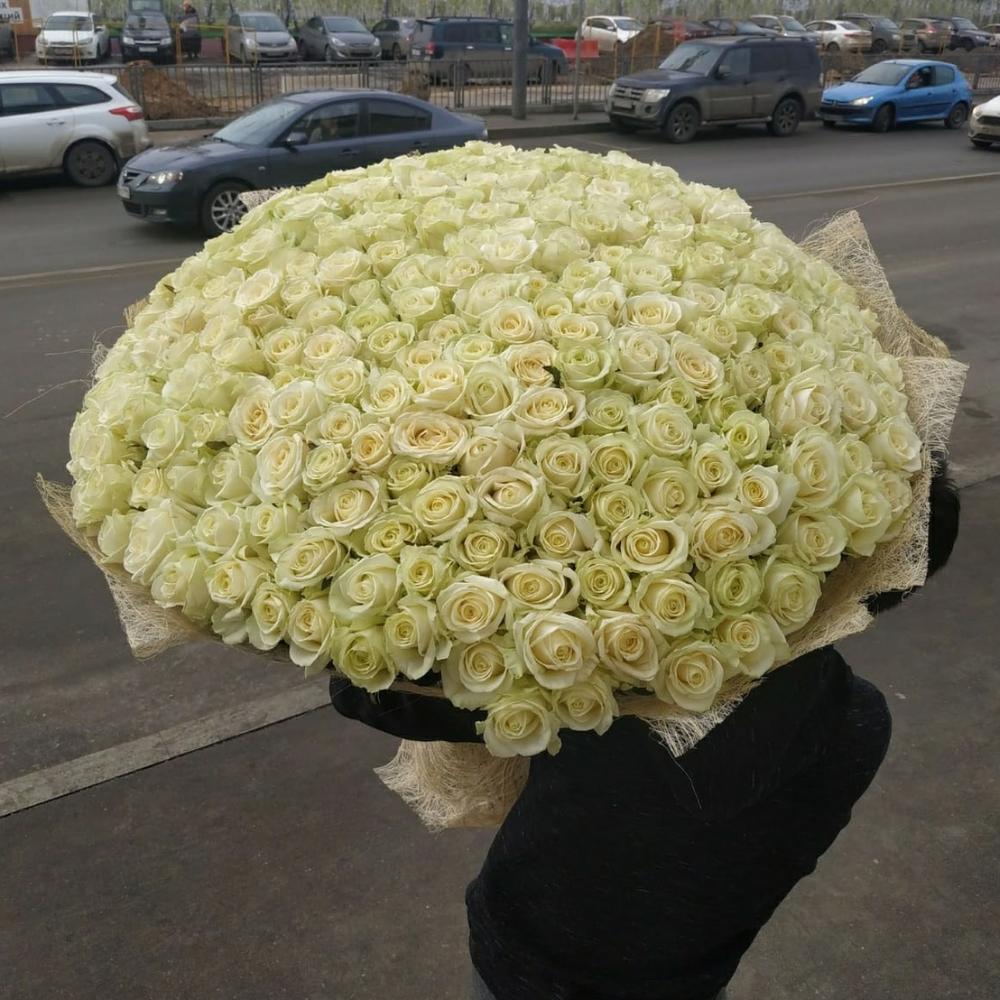 Белый роза 201