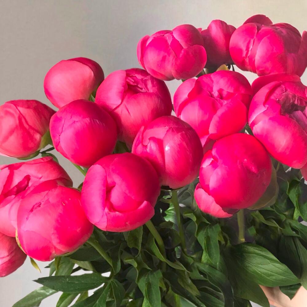 15 peonies - букет из 15ти коралловых пионов
