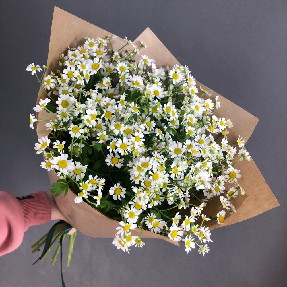 Поле ромашек