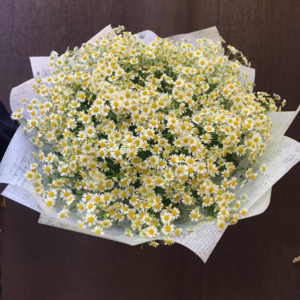 Ромашковые луга