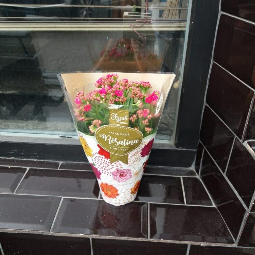 Комнатное каланхоэ