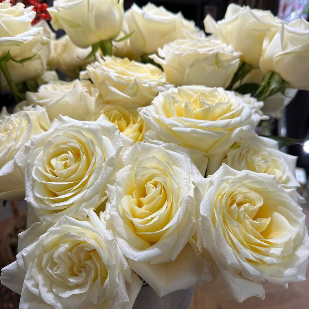 Rose candy light 60cm