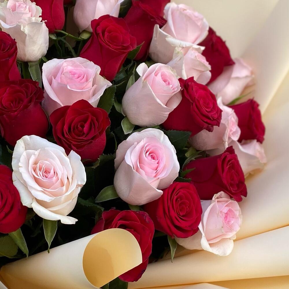 31 rosa