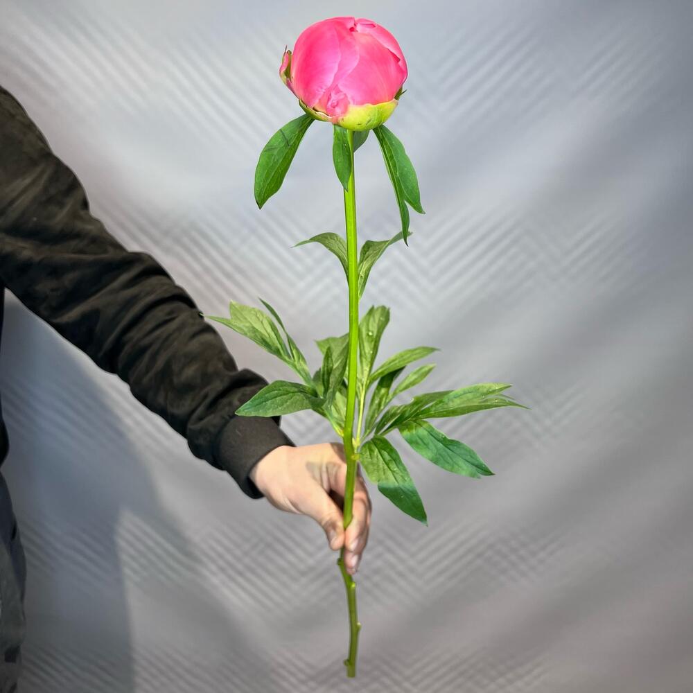 Пионы Корал 🥰