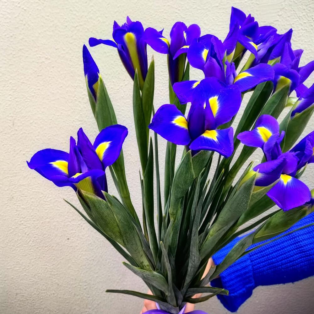 Букет из 15 ирисов (код 48)