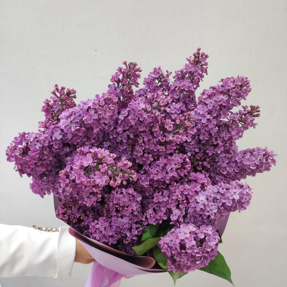 Сирень, Flowers Yerevan, Armenia, buy at a price of 7000 AMD, Mono Bouquets on Catalina with