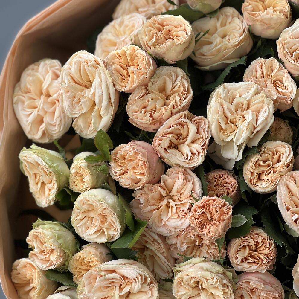 Spray Pion Roses Bouquet N-036