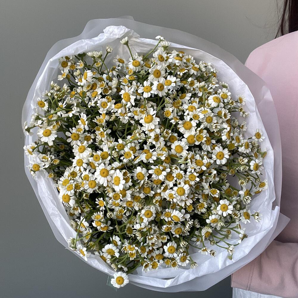 21 кустовая ромашка💛🤍