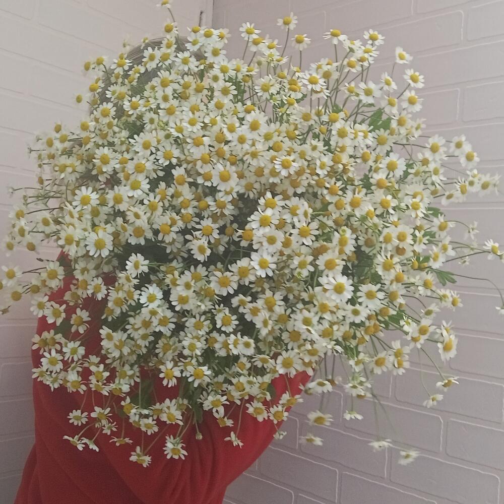Букет из Камиллы
