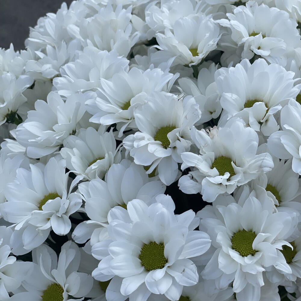 ~51 ромашка белая