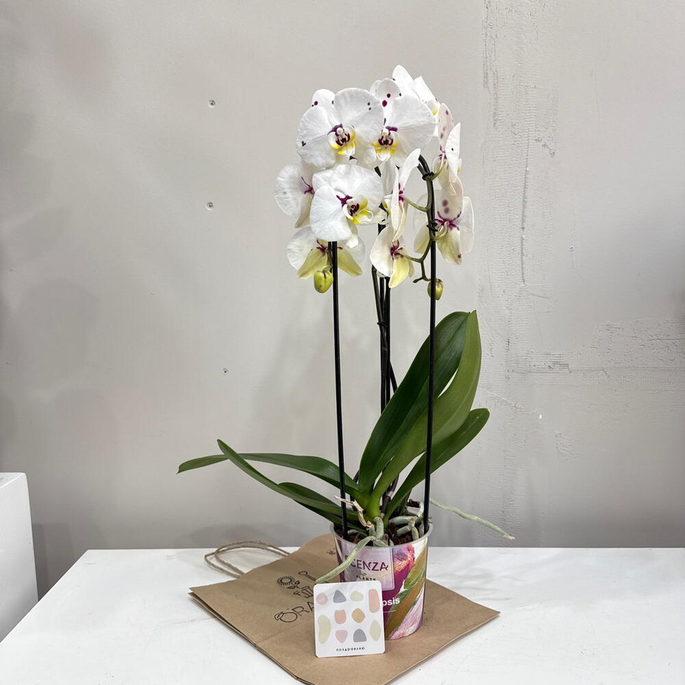 Орхидея Phalaenopsis / двойной каскад