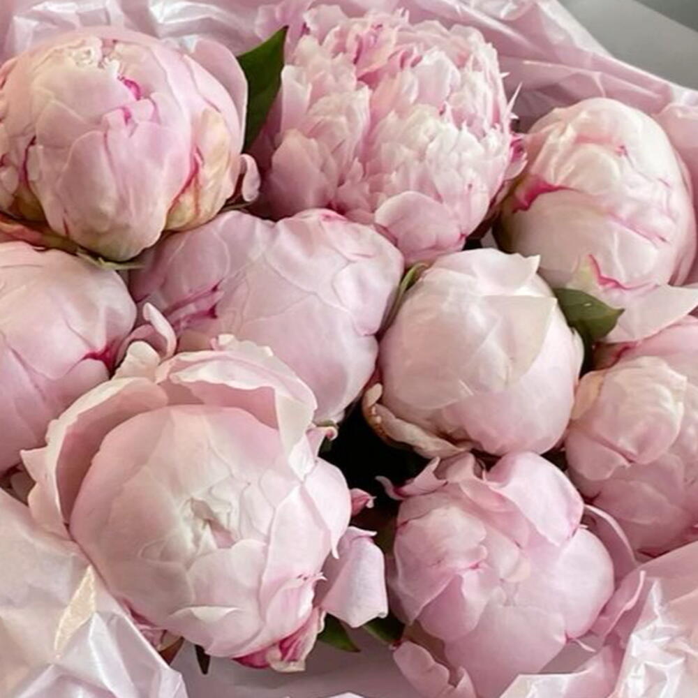 Нежный ароматный букет из Пионов 🎀🩰