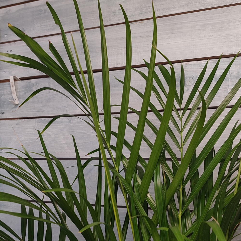 Пальма Арека (Areca Lutescens)
