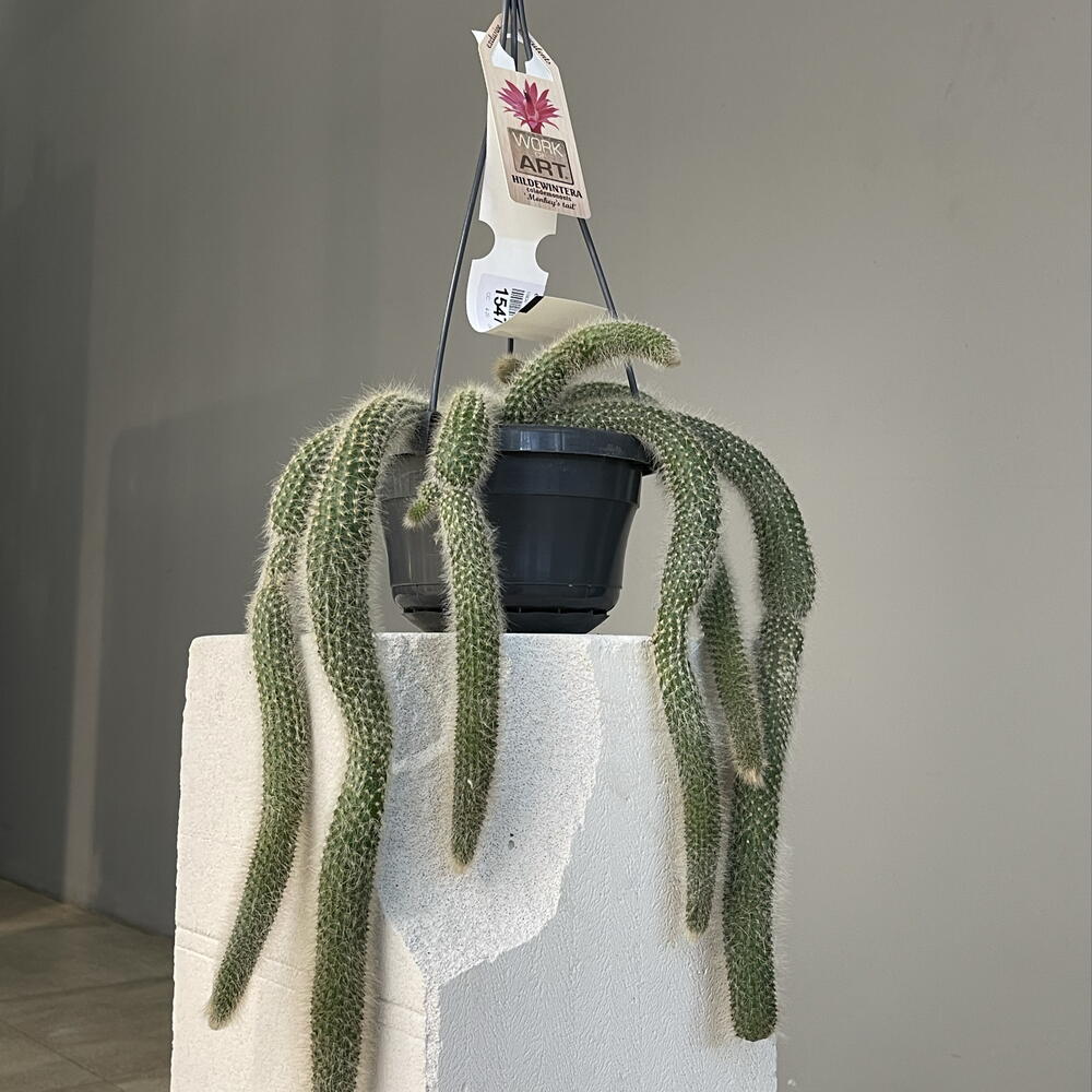 HILDEWINTERA COLADEMONIONIS  CACTUS редкий ампельный экзотический кактус «обезьяний хвост», ценится за обильное цветение