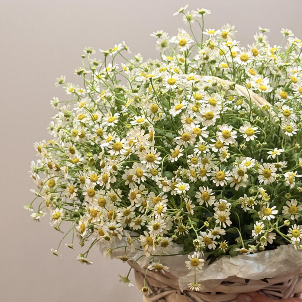 Корзина с ромашками День семьи