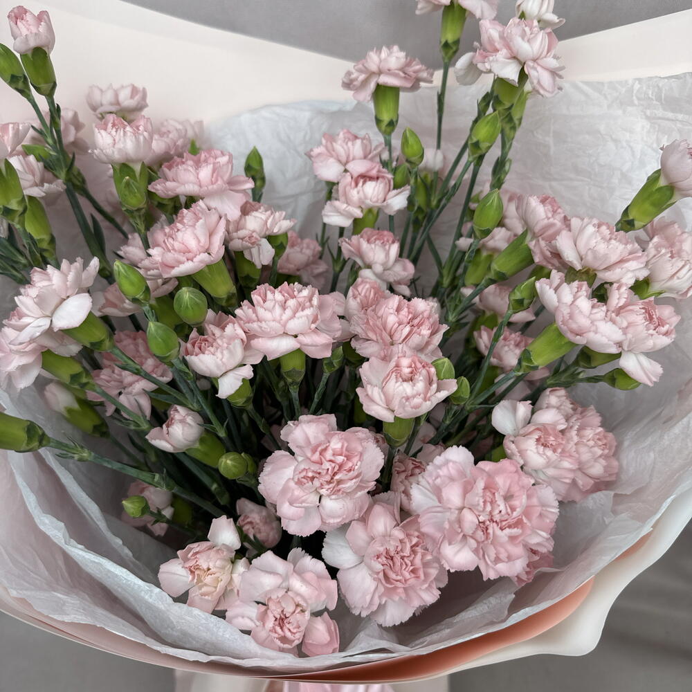 Розовые кустовые диантусы🥰🌸