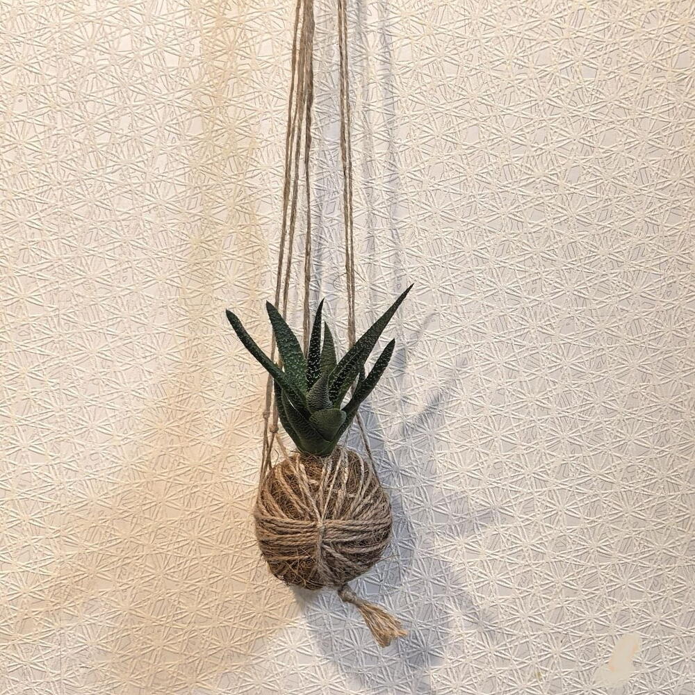 Кокедама с хавортией "Корона"