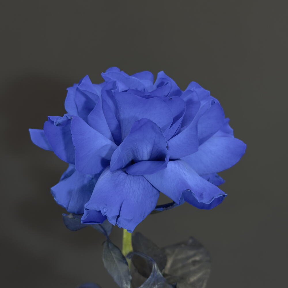 Роза синяя