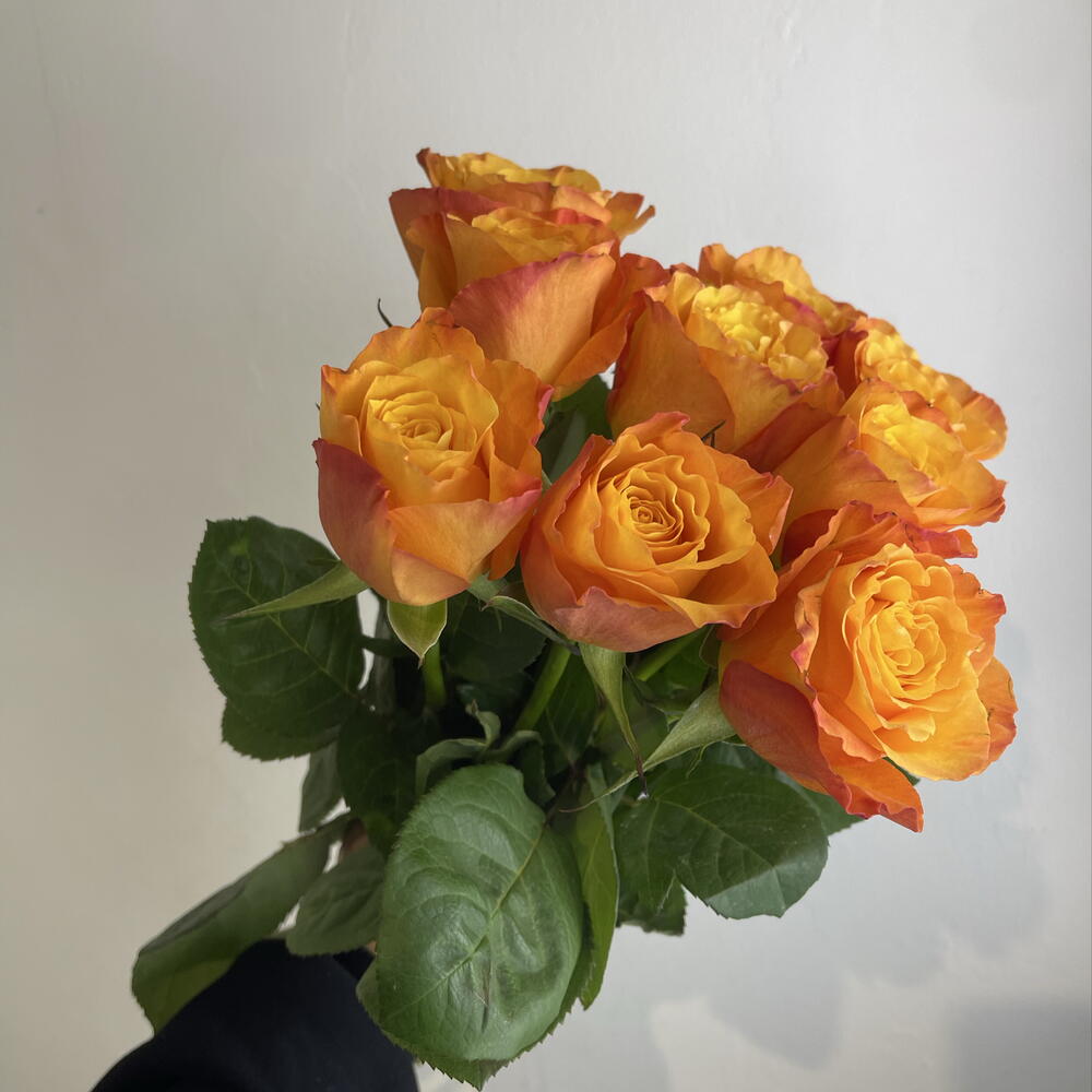 Розы рыжие 🧡9