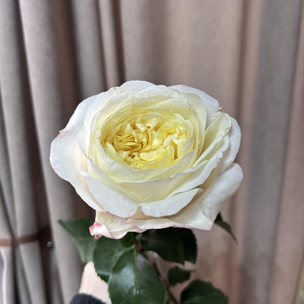 Роза Кэндллайт