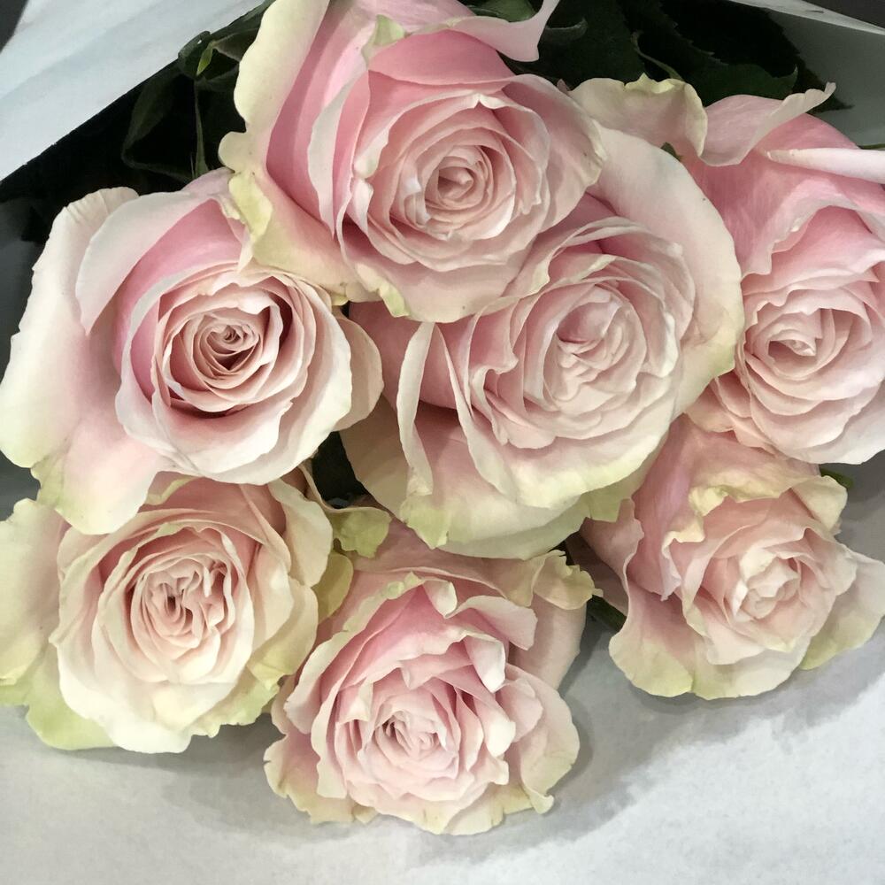 7 Розовых роз☺️