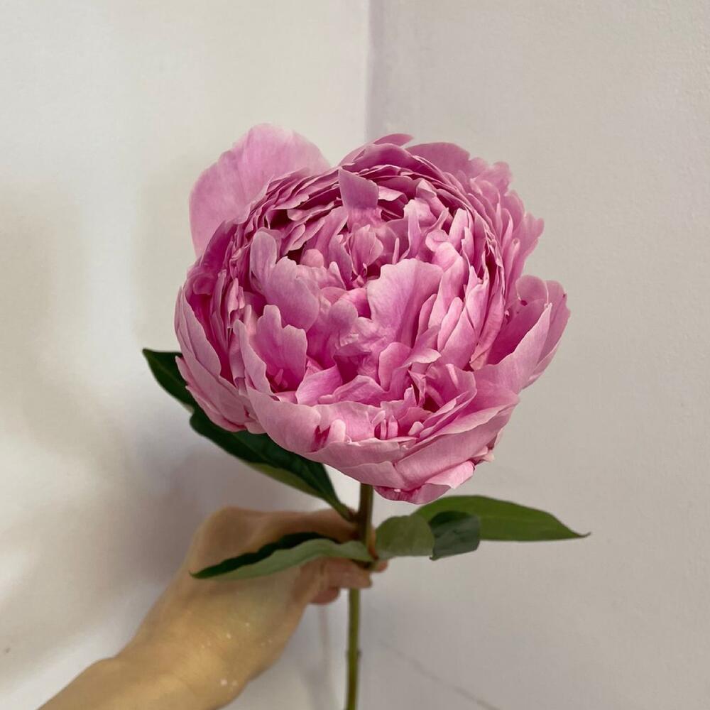 🌺Пион Голландия Сара Бернар