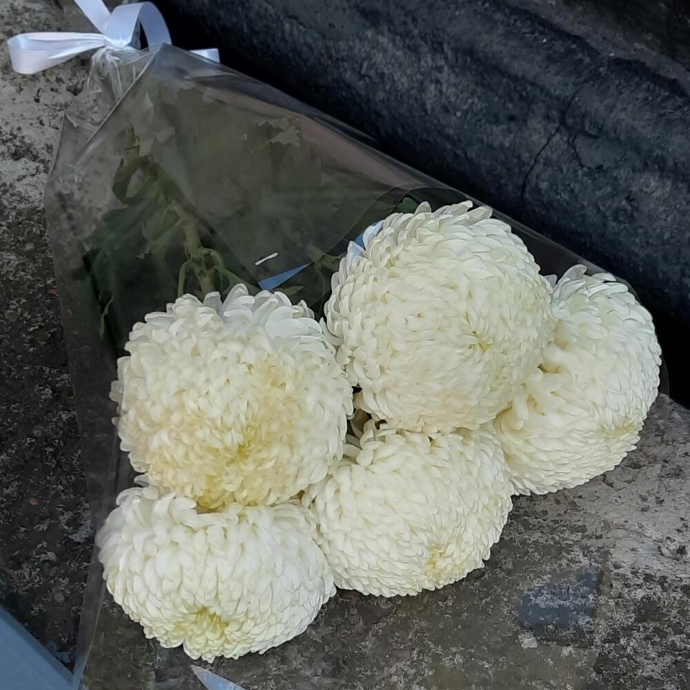 Хризантемы белые