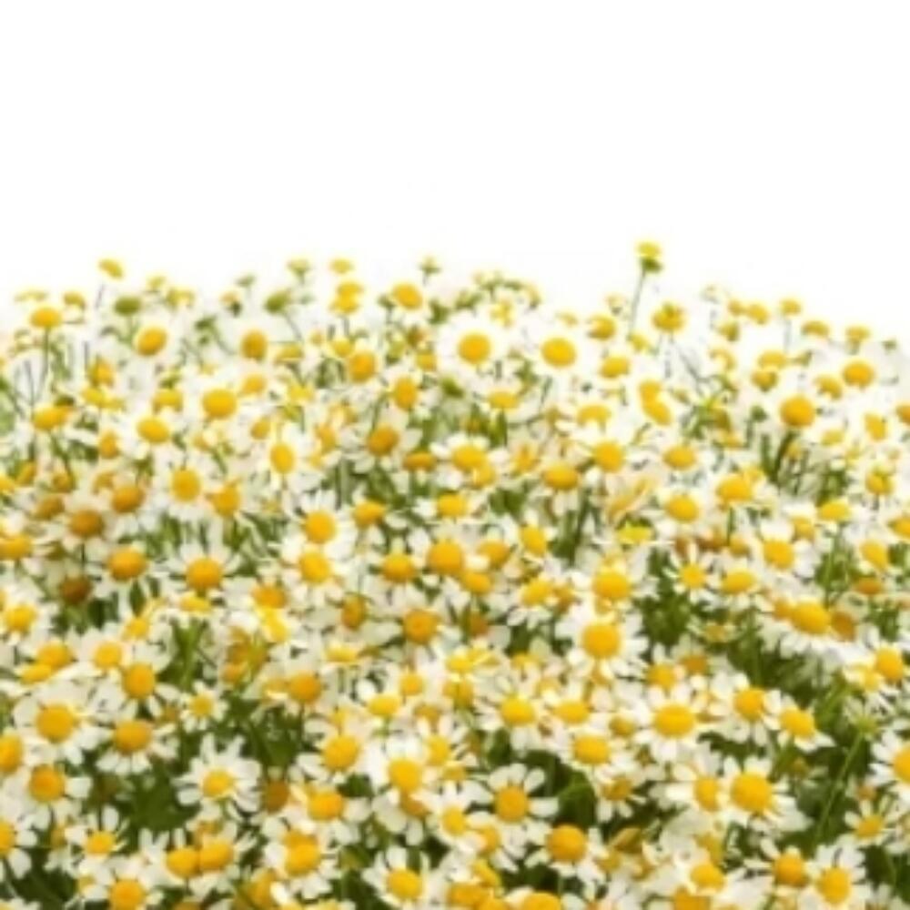 Ромашки