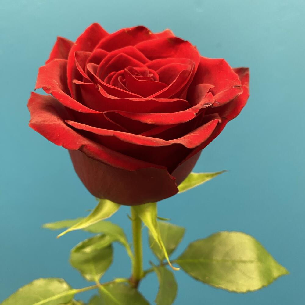 Роза 🌹