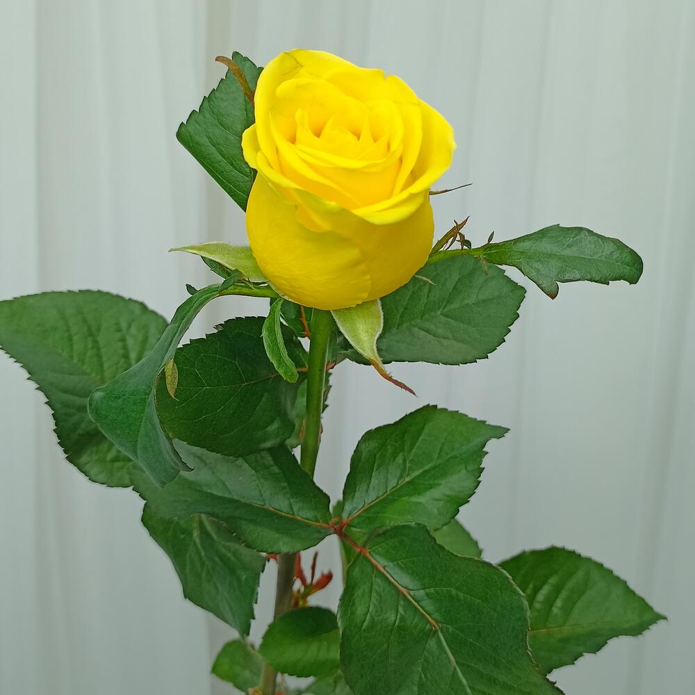Роза Пенни Лейн