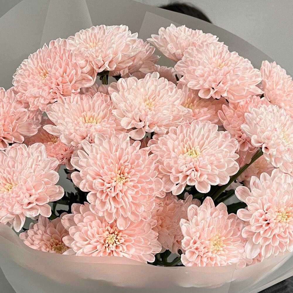 Моно букет из нежных Хризантем 🌸