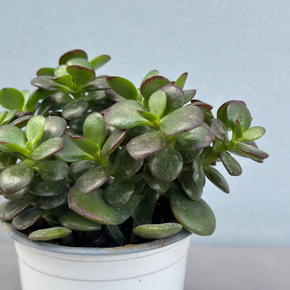 Крассула (CRASSULA OVATA 10/25)