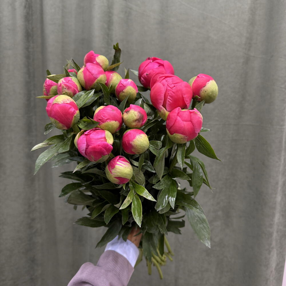 Пионы Pink / 20 шт